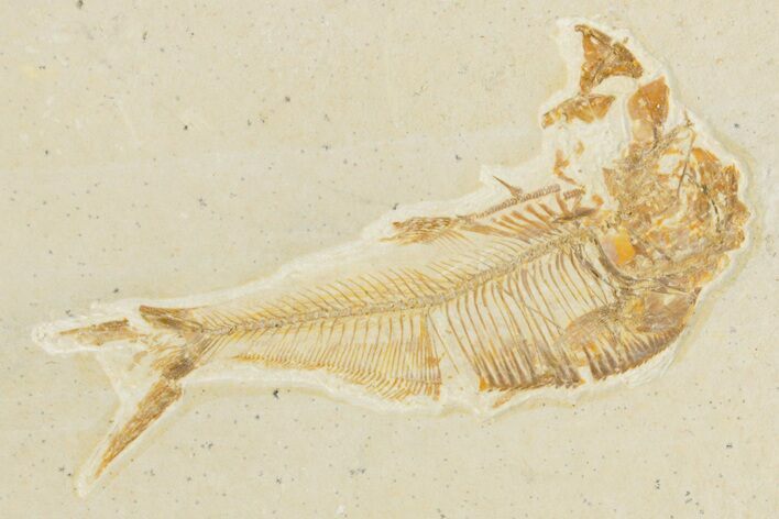 Bargain, Detailed Fossil Fish (Diplomystus) - Wyoming #357668
